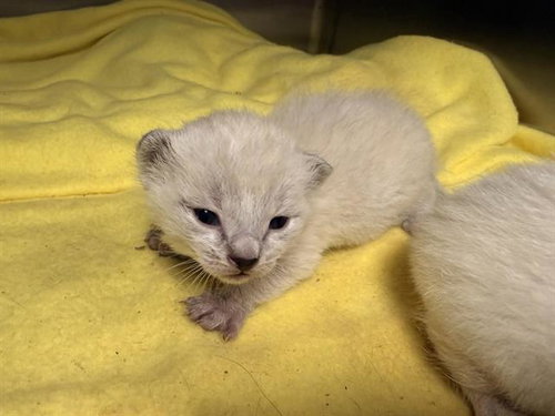 picture of the cat needing adoption