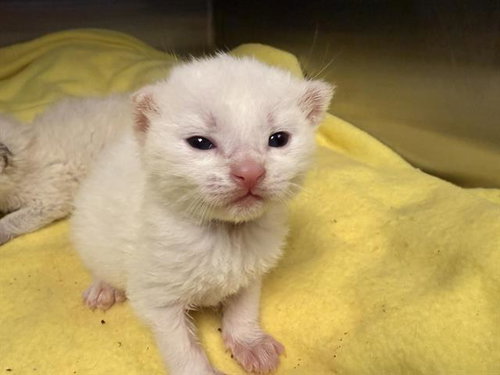 picture of the cat needing adoption