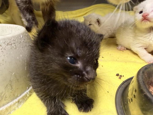 picture of the cat needing adoption