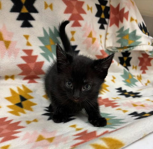 MILLER, a cat for adoption from HESPERIA ANIMAL SHELTER