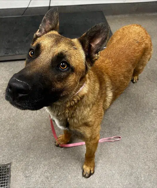 Unknown - German Shepherd Dog