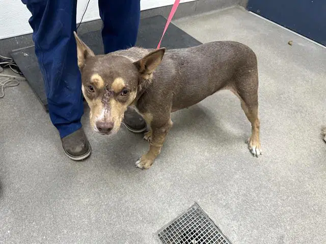Unknown - Pit Bull Terrier