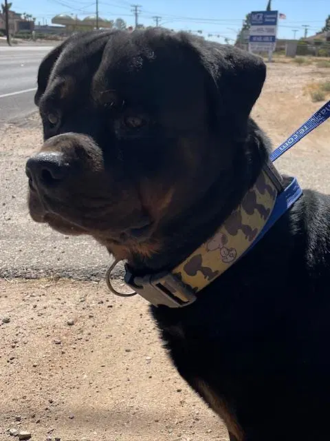 Unknown - Rottweiler