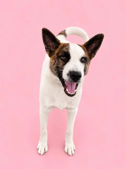 Penelope - Australian Shepherd