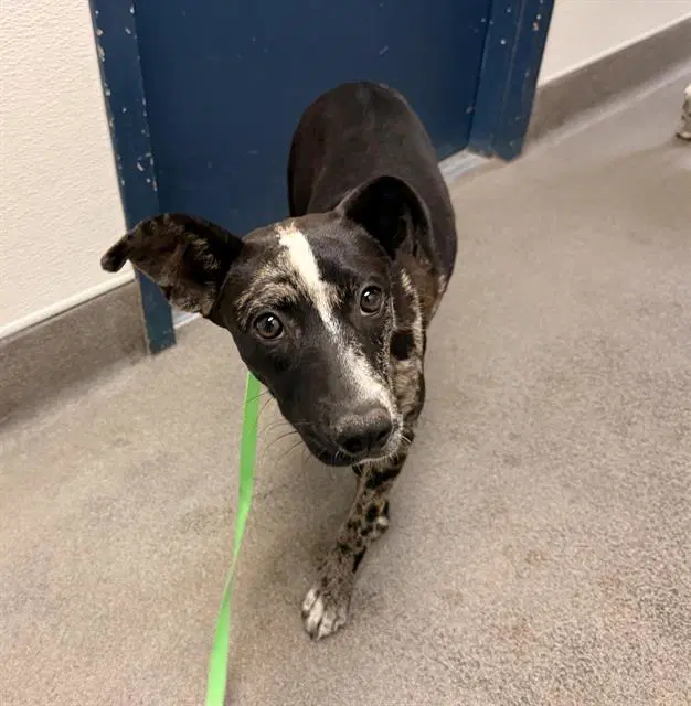 Mei - Catahoula Leopard Dog