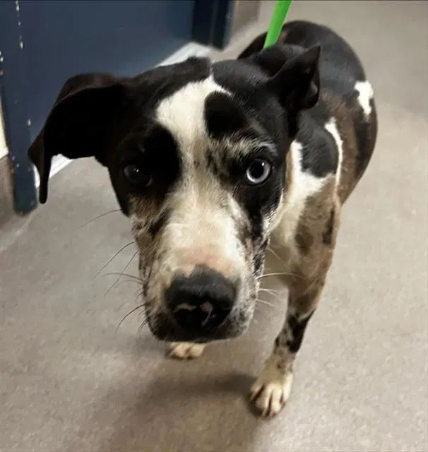 Juno - Catahoula Leopard Dog