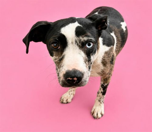 picture of the dog needing adoption