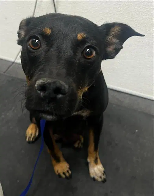 Sasha - Rottweiler