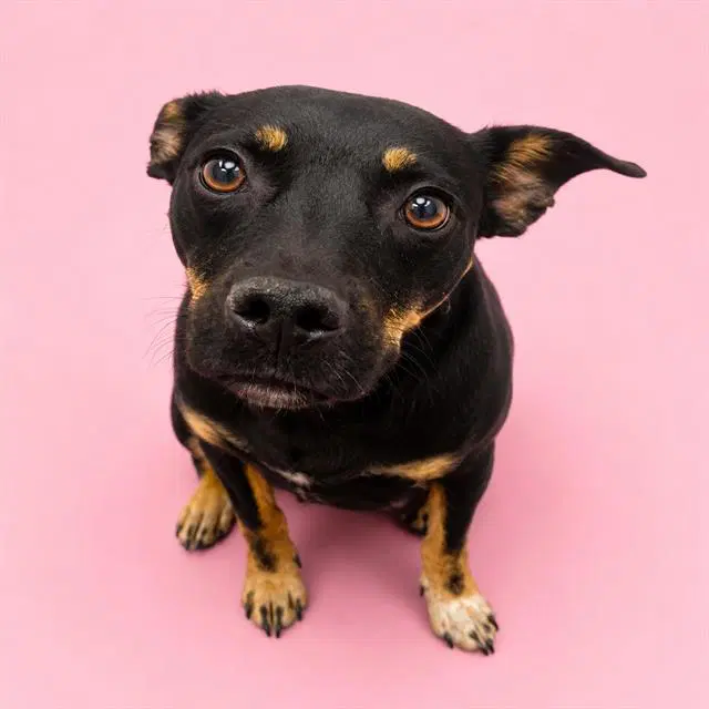 Sasha - Rottweiler
