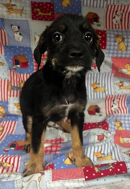 Jade - Rottweiler