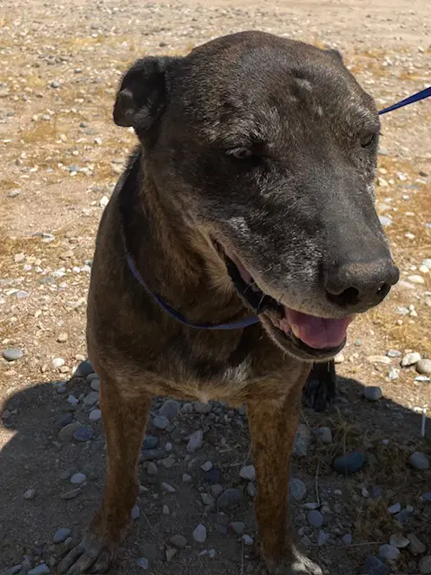 Baptiste - Labrador Retriever