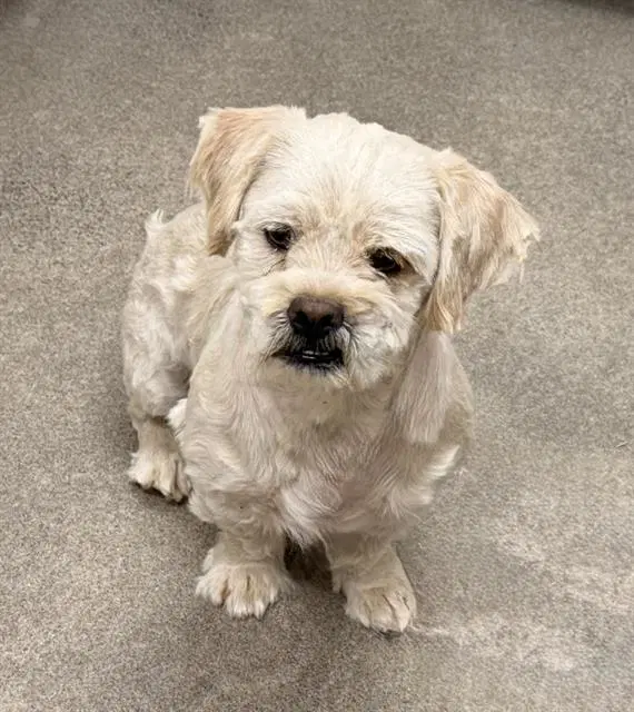 Liam - Maltese