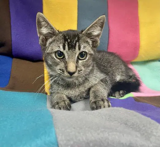 Lou-E - Domestic Short Hair