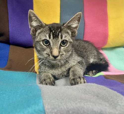 picture of the cat needing adoption