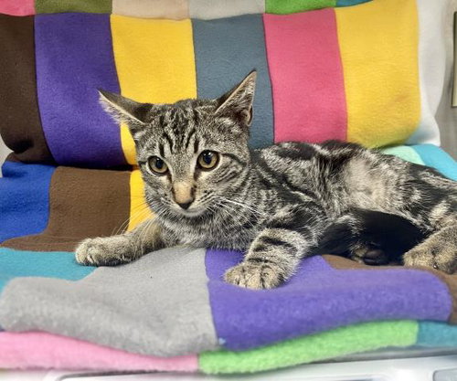 picture of the cat needing adoption