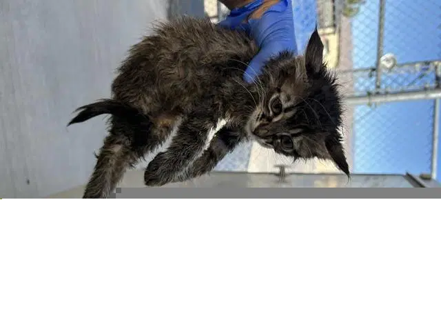 Unknown - Domestic Medium Hair