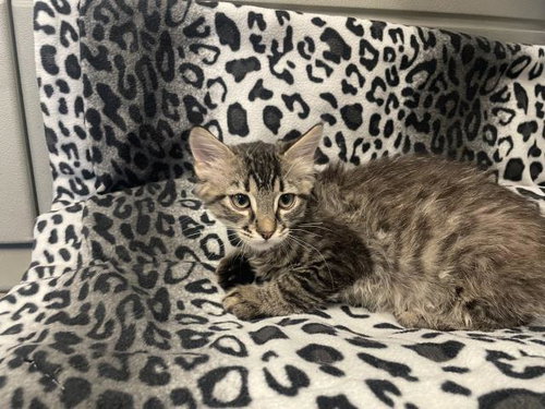picture of the cat needing adoption