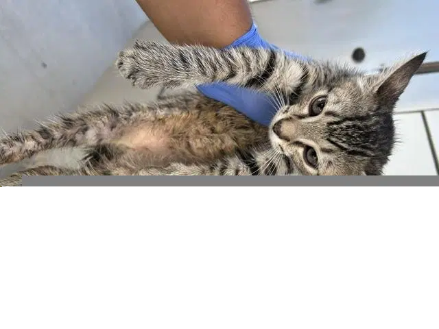 Unknown - Domestic Short Hair