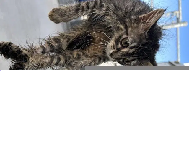 Unknown - Domestic Medium Hair