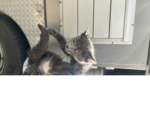 Unknown - Domestic Short Hair