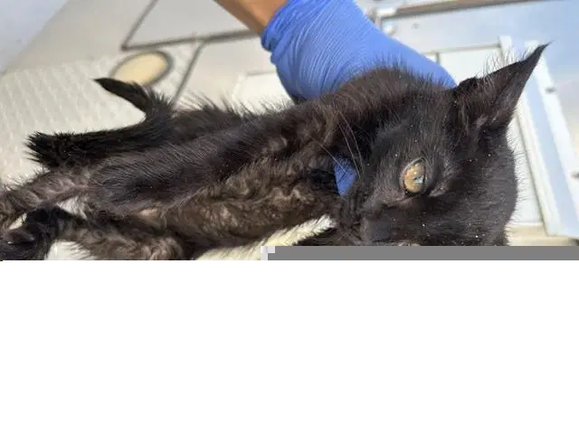 Unknown - Domestic Short Hair