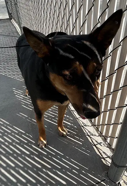 Cassidy - Queensland Heeler