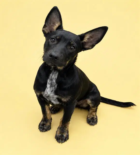 Twyla - German Shepherd Dog