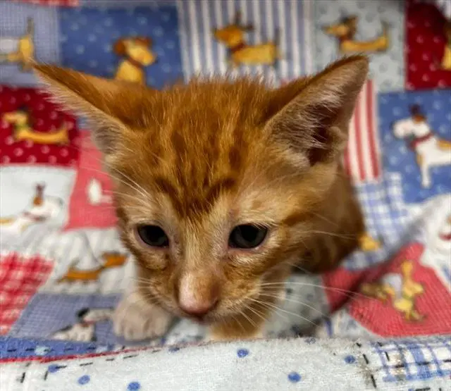 Rusty - Domestic Short Hair