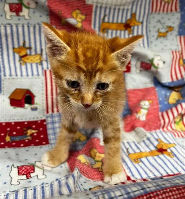Sunny - Domestic Short Hair