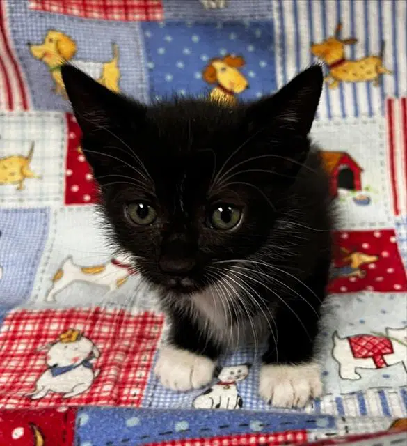 Inky - Domestic Short Hair