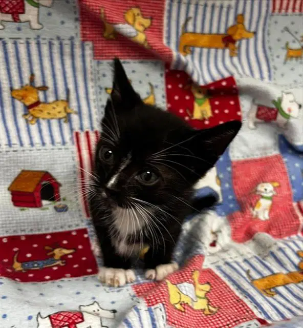 Licorice - Domestic Short Hair