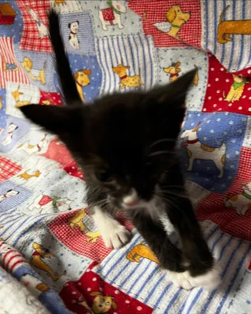 Tini - Domestic Short Hair
