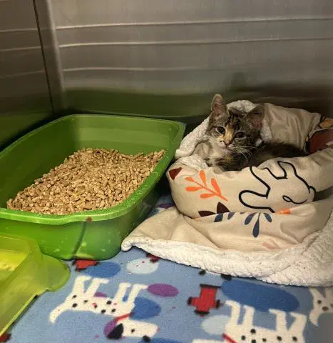 Monroe - Domestic Short Hair