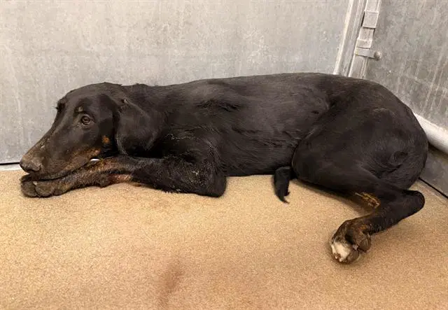 Unknown - Doberman Pinscher