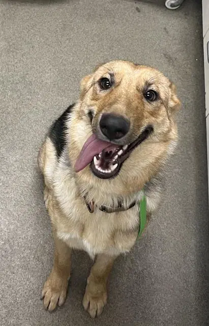 Unknown - German Shepherd Dog