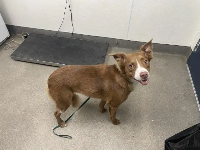 Bailey - Australian Shepherd
