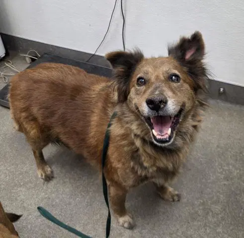 Unknown - Australian Shepherd
