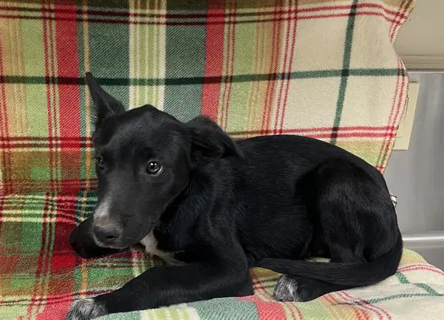 Unknown - Australian Shepherd
