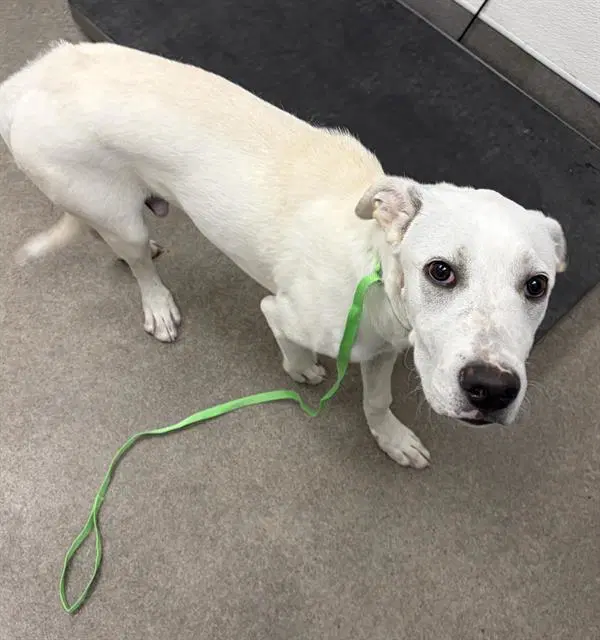 Unknown - Labrador Retriever