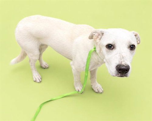 picture of the dog needing adoption