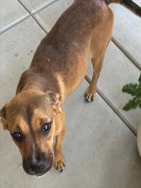 Unknown - Pit Bull Terrier