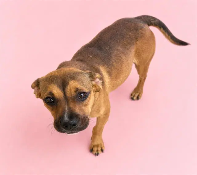 Unknown - Pit Bull Terrier