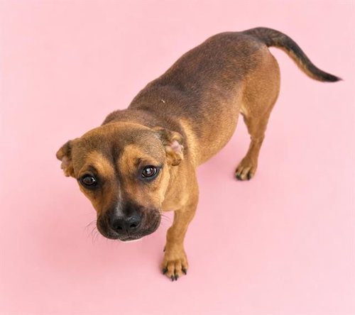 picture of the dog needing adoption
