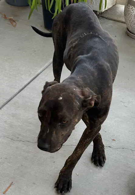 Unknown - Pit Bull Terrier