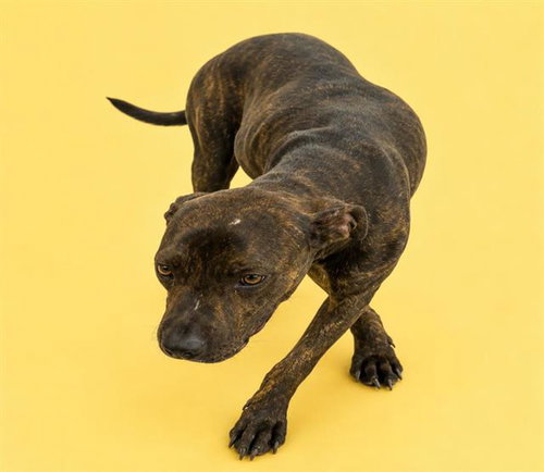 picture of the dog needing adoption