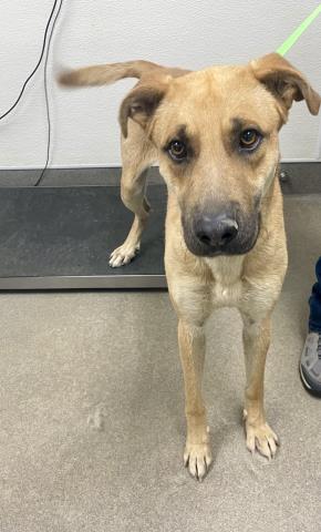 picture of the dog needing adoption