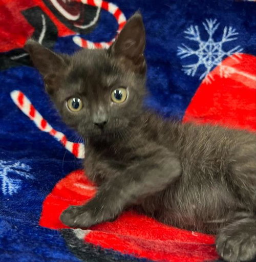 picture of the cat needing adoption