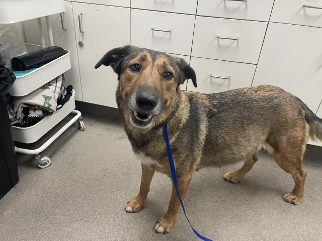 Lovey Rescue Only