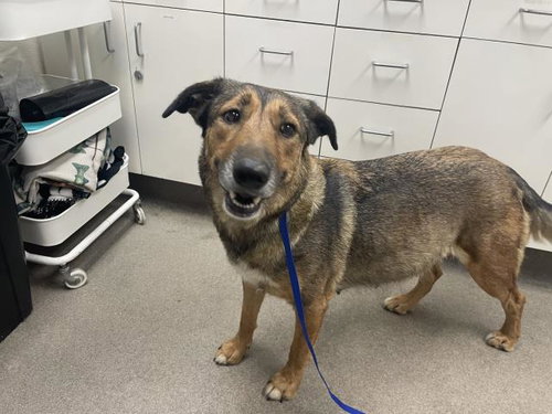 picture of the dog needing adoption