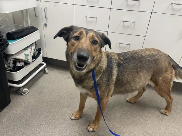 LOVEY (RESCUE ONLY)